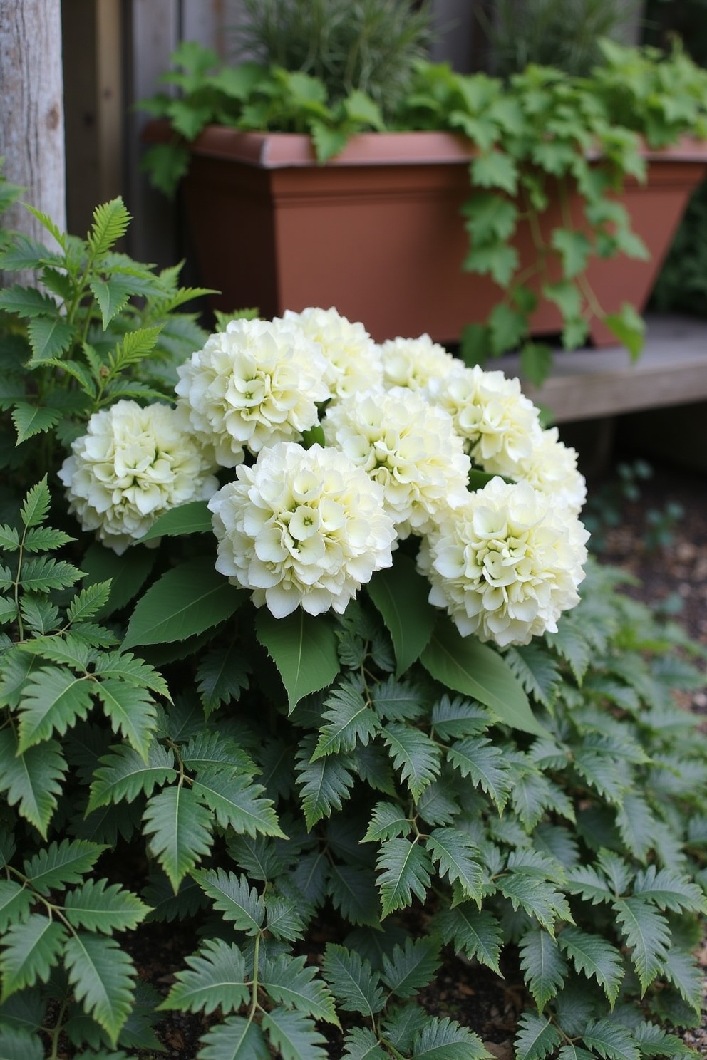 Hydrangeas
