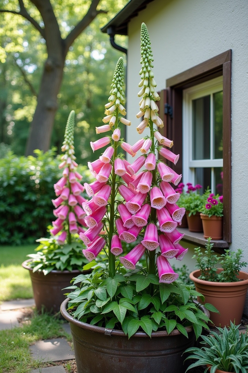 Charming Container Display with Foxglove Blooms