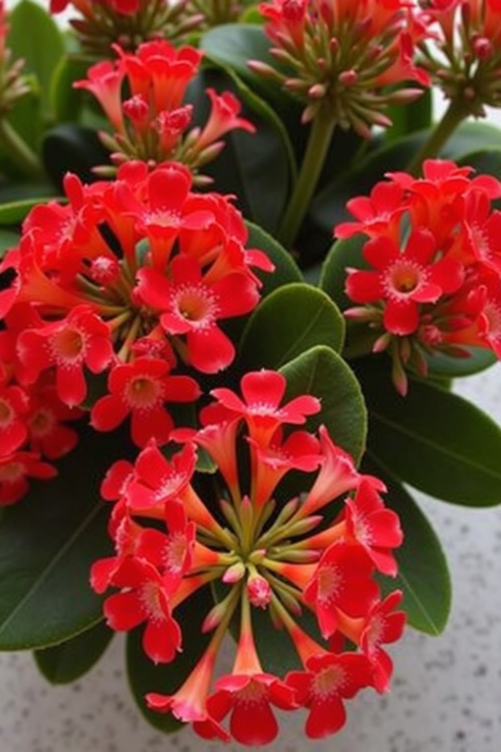 Kalanchoe