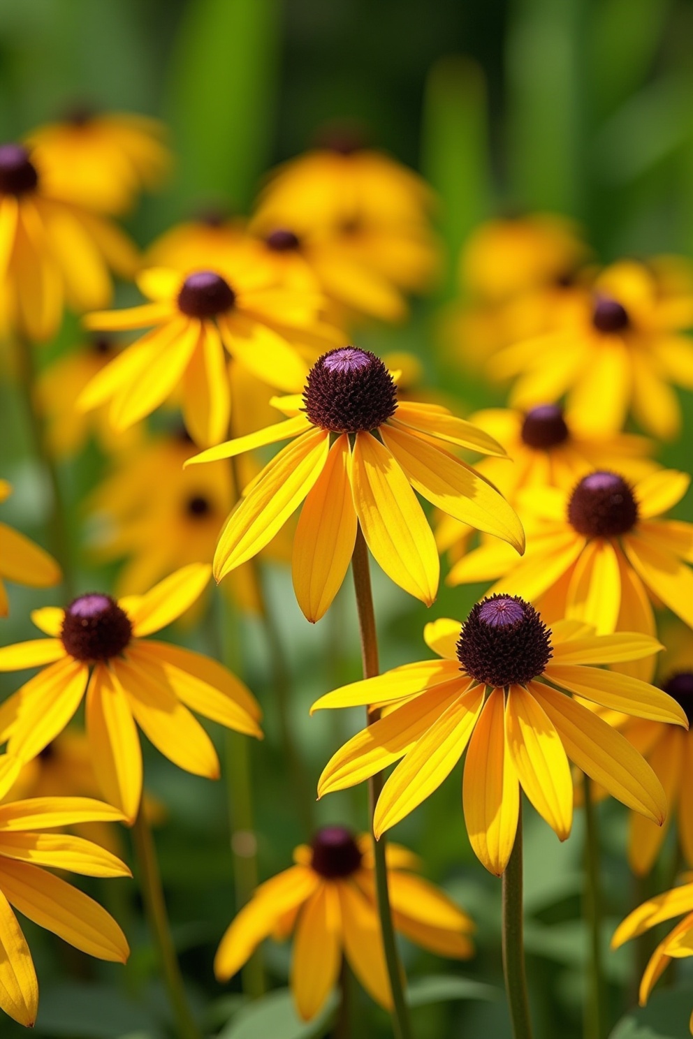 Rudbeckia