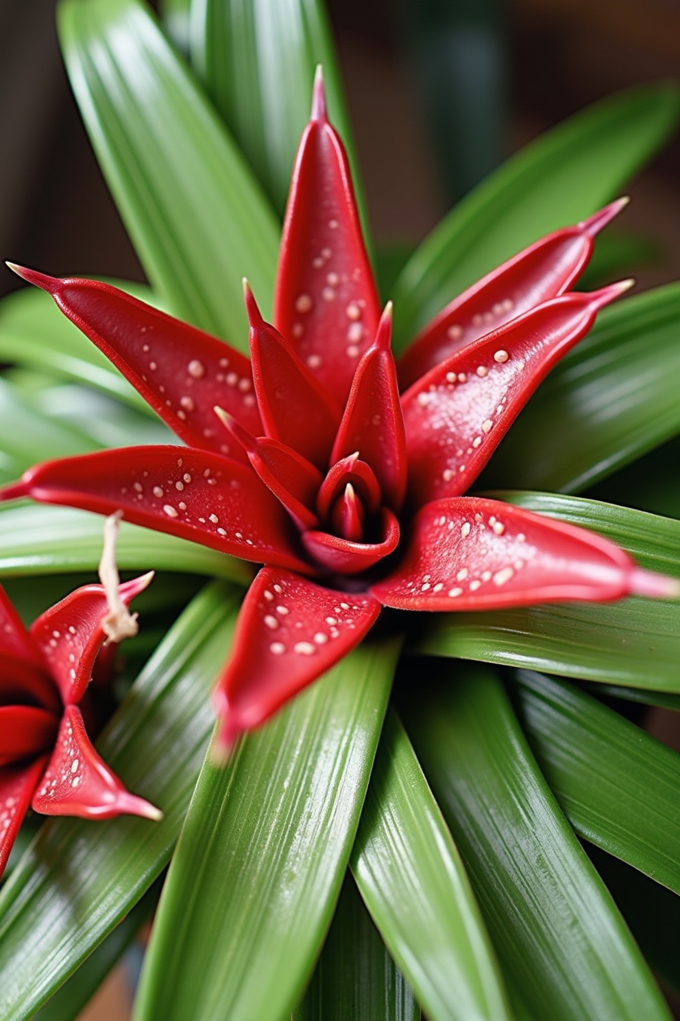 Bromeliads