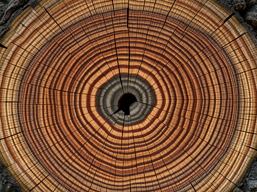 cutting of a tree that shows layers and history of growth and illness and change